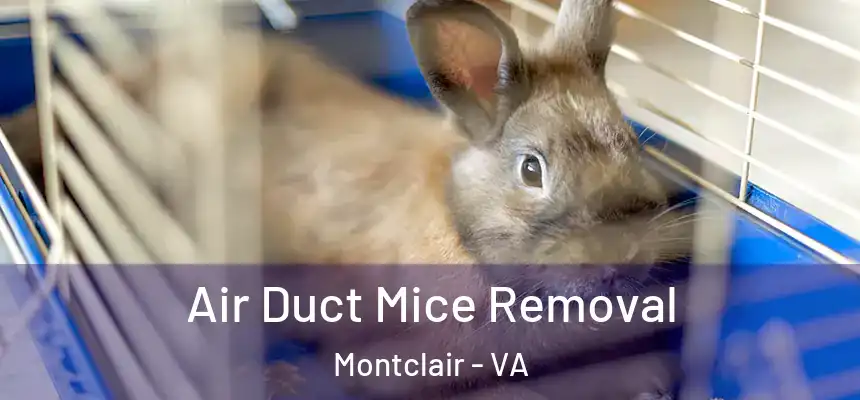 Air Duct Mice Removal Montclair - VA